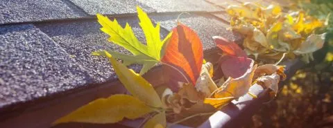 Herfstbladeren in goot – Gebouwenverzekering – Zakelijk