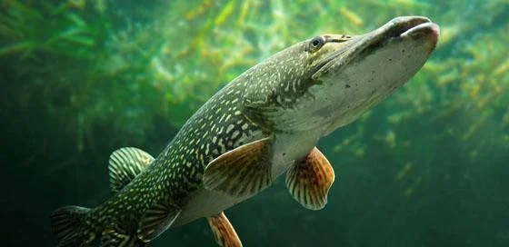 Snoek-duiken in nederland-particulier