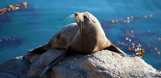 Zeehond-big 5 -particulier