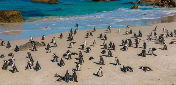Pinguïn-big 5 – particulier