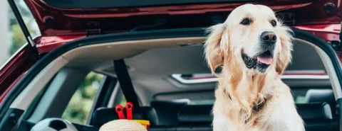 Hond in koffer – huisdier mee op vakantie – particulier