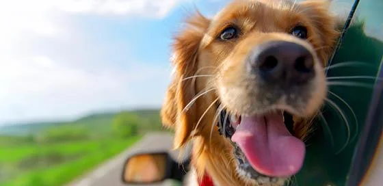Hond uit het raam – huisdieren mee op vakantie – particulier