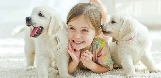 Honden-huisdierenverzekering-particulier