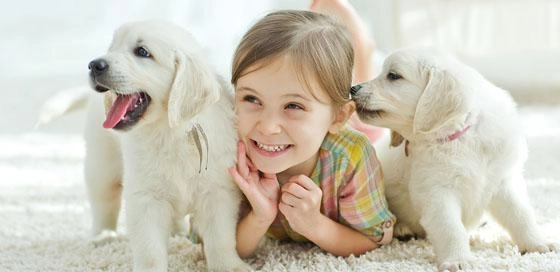 Honden-huisdierenverzekering-particulier