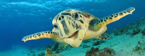 Schildpad-veelgestelde vragen-particulier