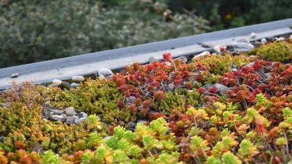 Groendak – Gebouwenverzekering – Zakelijk