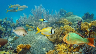 Duiken Bonaire – Schox duikverzekering – Particulier