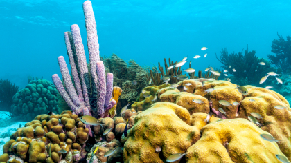 5 zonnige bestemmingen – bonaire duiken