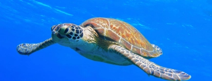 5 duikspots in de Middellandse Zee