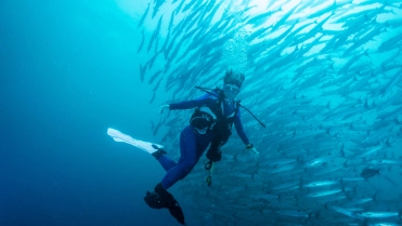 Diving,With,School,Of,Barracuda