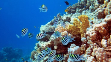 Sea,Fish,In,A,Beautiful,Underwater,Landscape.,Photo,During,The