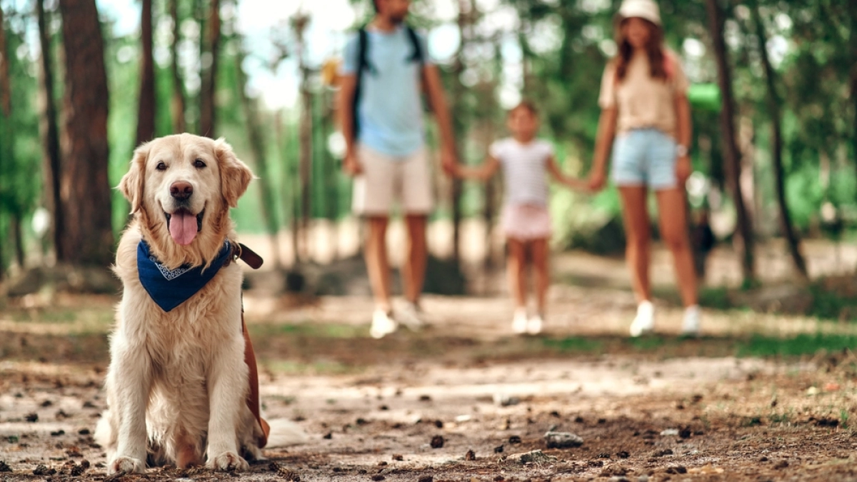Huisdier (hond) mee op vakantie – Reisverzekering – Particulier