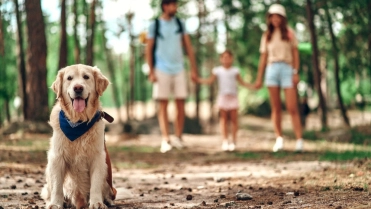 Huisdier (hond) mee op vakantie – Reisverzekering – Particulier