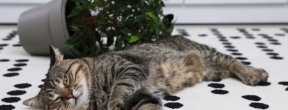 MischievouKat die plant omgegooid heefts,Cat,Near,Overturned,Houseplant,On,Carpet,Indoors