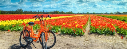 Fiets voor tulpenveld