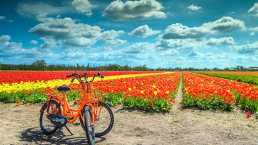 Fiets voor tulpenveld
